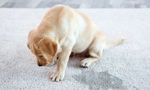 CARPET CLEANING